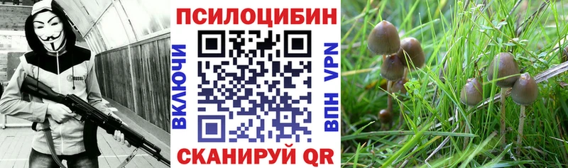 Галлюциногенные грибы Psilocybe  Черепаново 